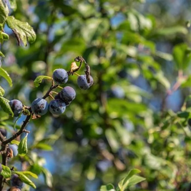 

Комплект стальных передних и задних дифференциалов 43T 10T ARA310990 для ARRMA1/8 KRATON V5 V6 1/7, детали для обновления BIG ROCK MOJAVE EXB