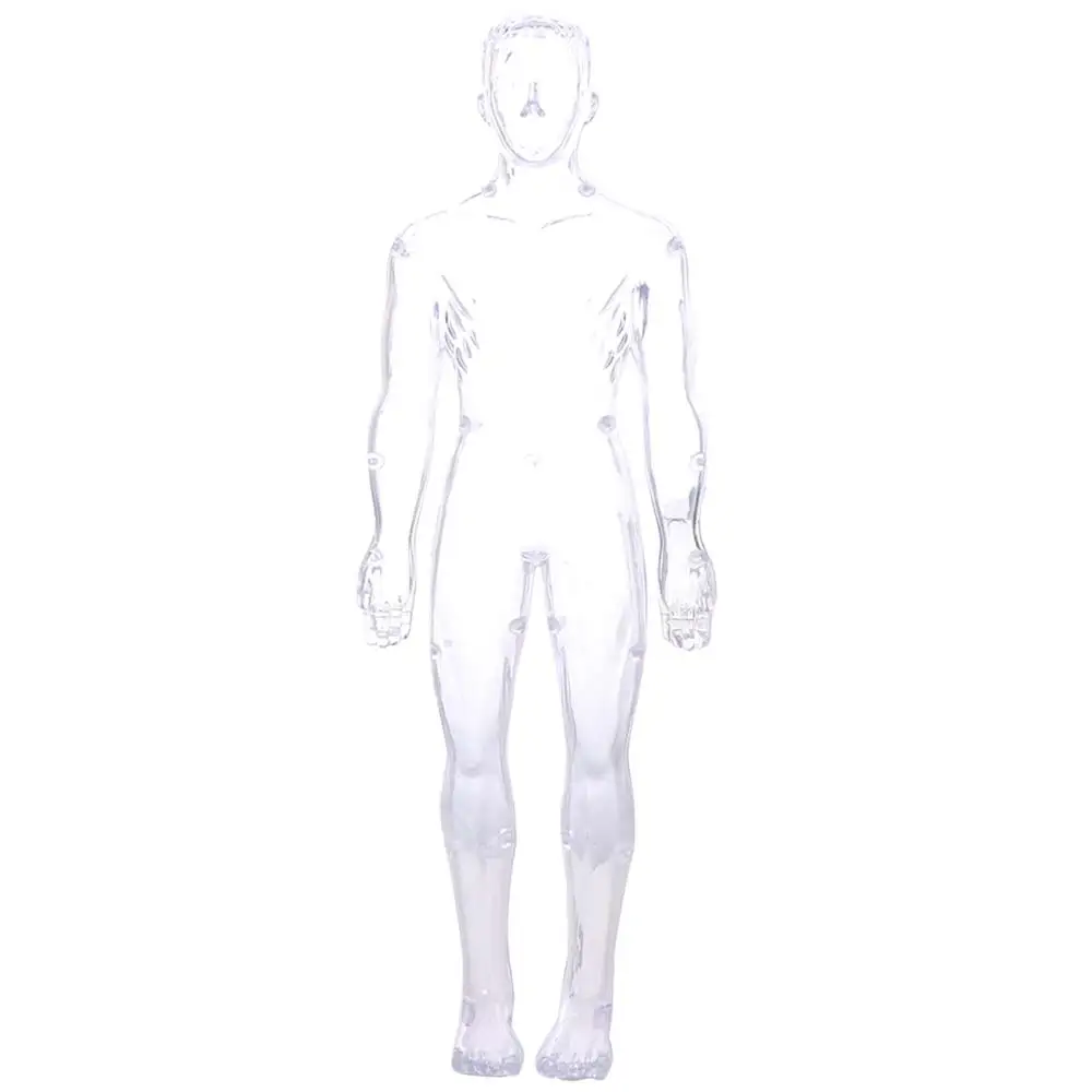 

Прозрачная 3D-модель человеческого торса из пластика: конструктор-манекен для самостоятельной сборки, развивающая головоломка для изучения анатомии и образовательных целей