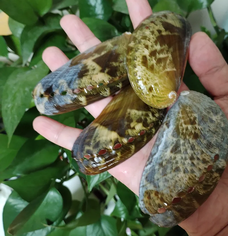8 PCS Donkey Ear Abalone Shells Natural Haliotins Asinine Seashell for DIY Crafts, Arts and Home Decor (2 inches - 4 inches)