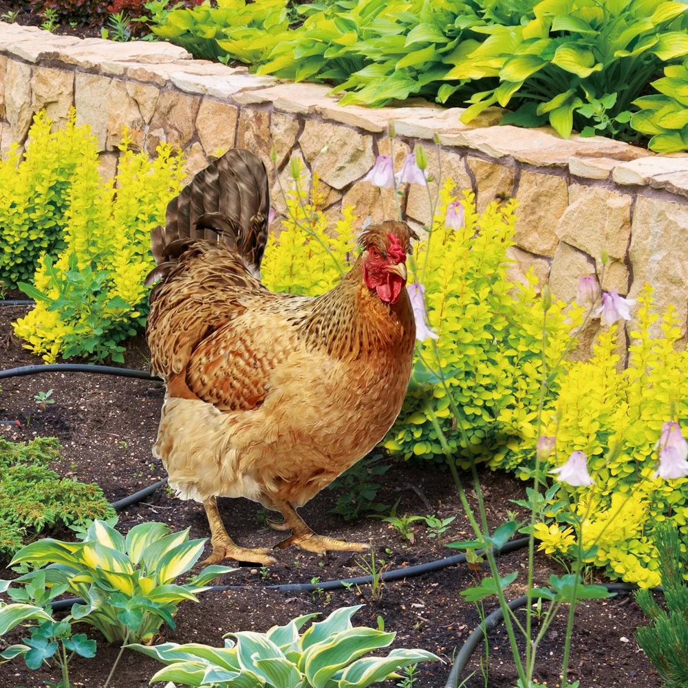 

2Pcs Rooster Animal Stakes Lifelike Garden Decoration Easy Install Reflective Light Effects Courtyard Decor Yard Stake