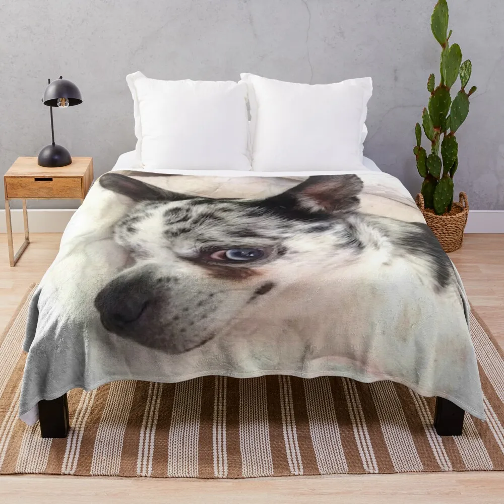 Merle Dapple chihuahua Throw Blanket Travel blankets ands Beautifuls for winter Blankets