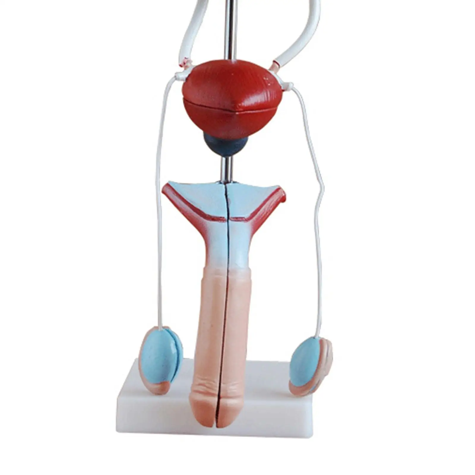 PVC Male Three Dimensional Urinary System With Artery Vein Kidney Medical Model