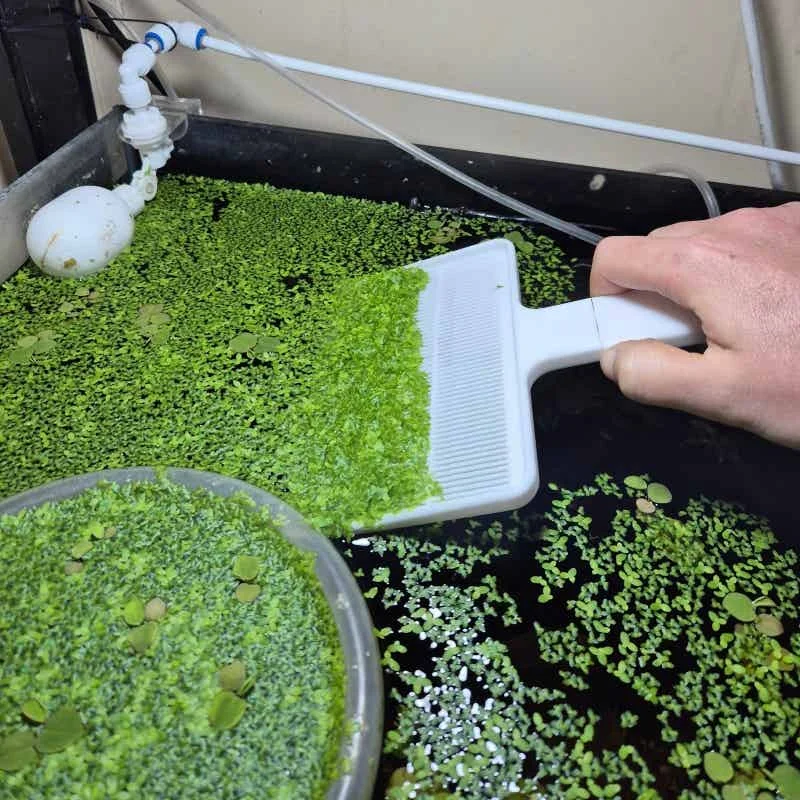Aquarium-Wasserlinsen-Skimmer-Schaufel zur Reinigung und Entfernung von schwimmenden Pflanzen im Fischbecken – Detail 4