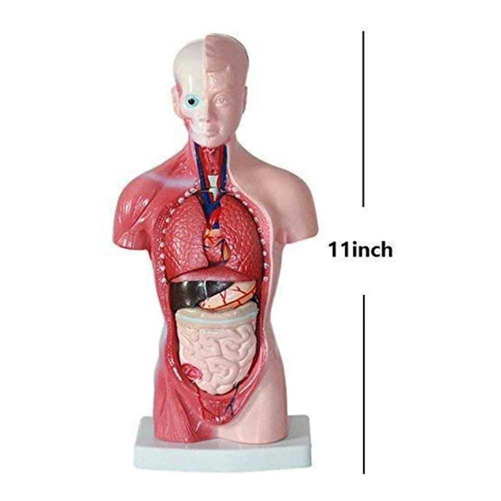 Anatomy Model 11 Inch Human Torso Body Heart Brain Skeleton School Educational Tool