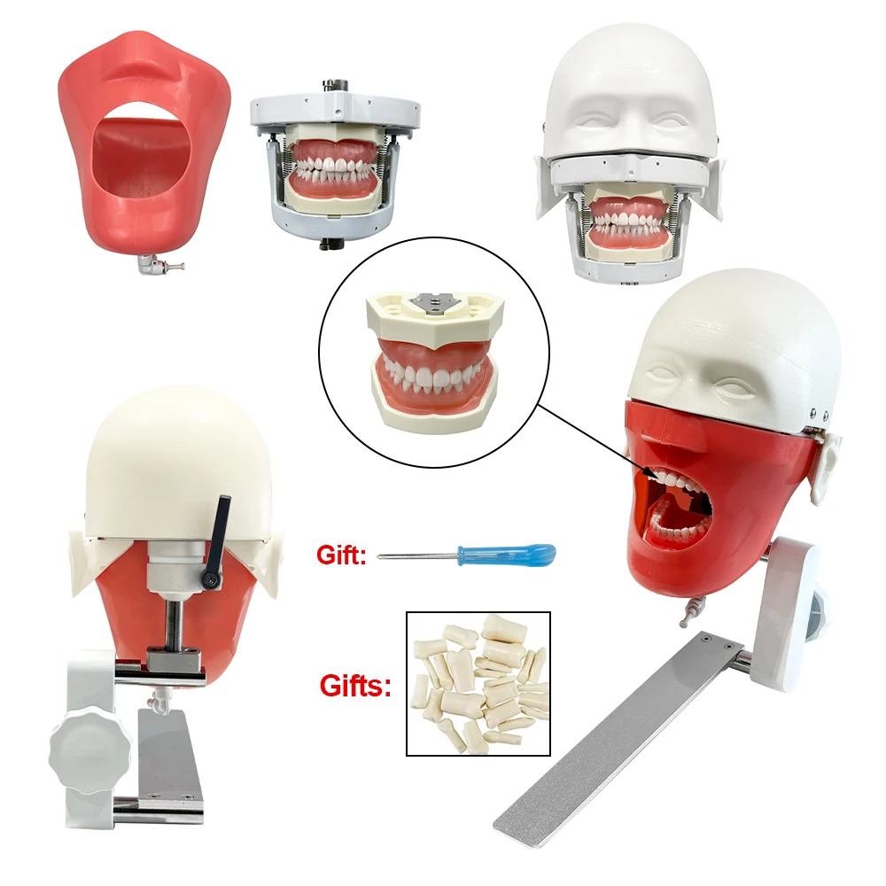 Simple Head Model Dental Simulator Phantom Manikin With Teeth Install To Dental Chiar For Dentist Teaching Practice Training