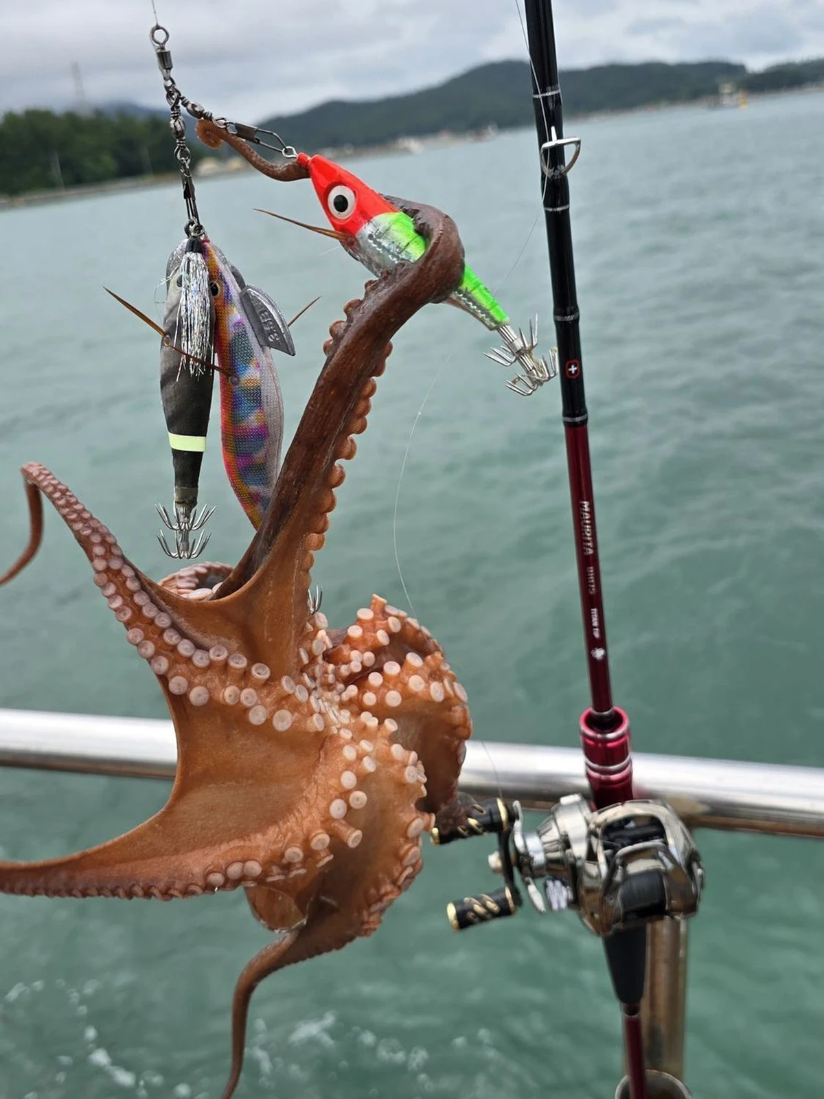 Octopus fishing rod 175MH Titanium Tip Octopus Polypus Variabilis Seabass Rockfish fishing rod