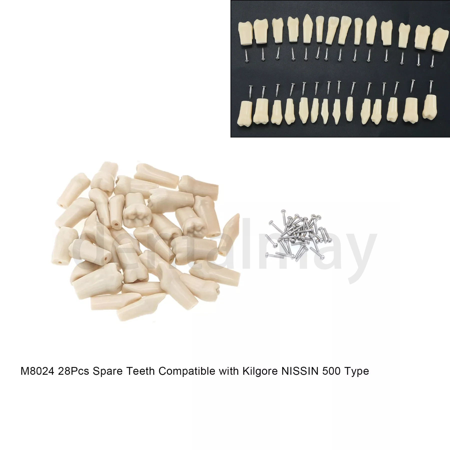 Dental Replacement Teeth Typodont Teeth Set of 28 Teeth for Kilgore Nissin 500