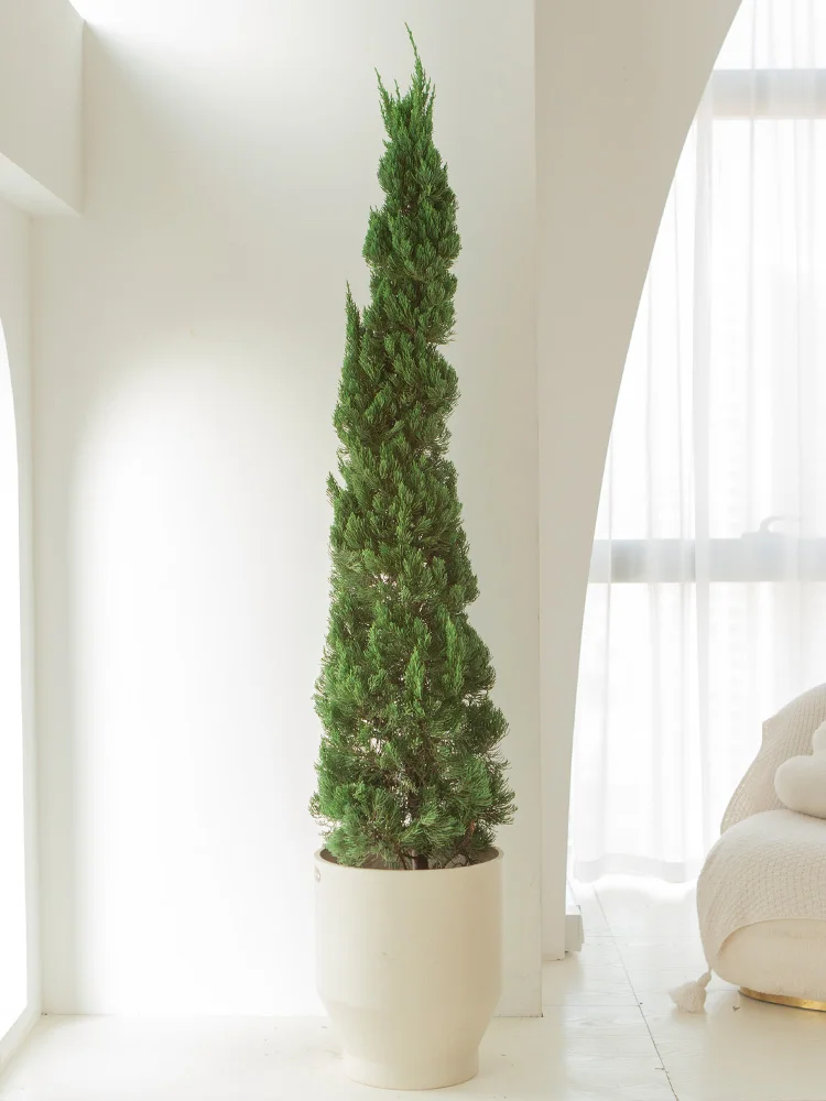 شجرة عيد الميلاد Longbai Platycodon خضراء حقًا، الفناء جيد لرفع Arborvitae دائمة الخضرة