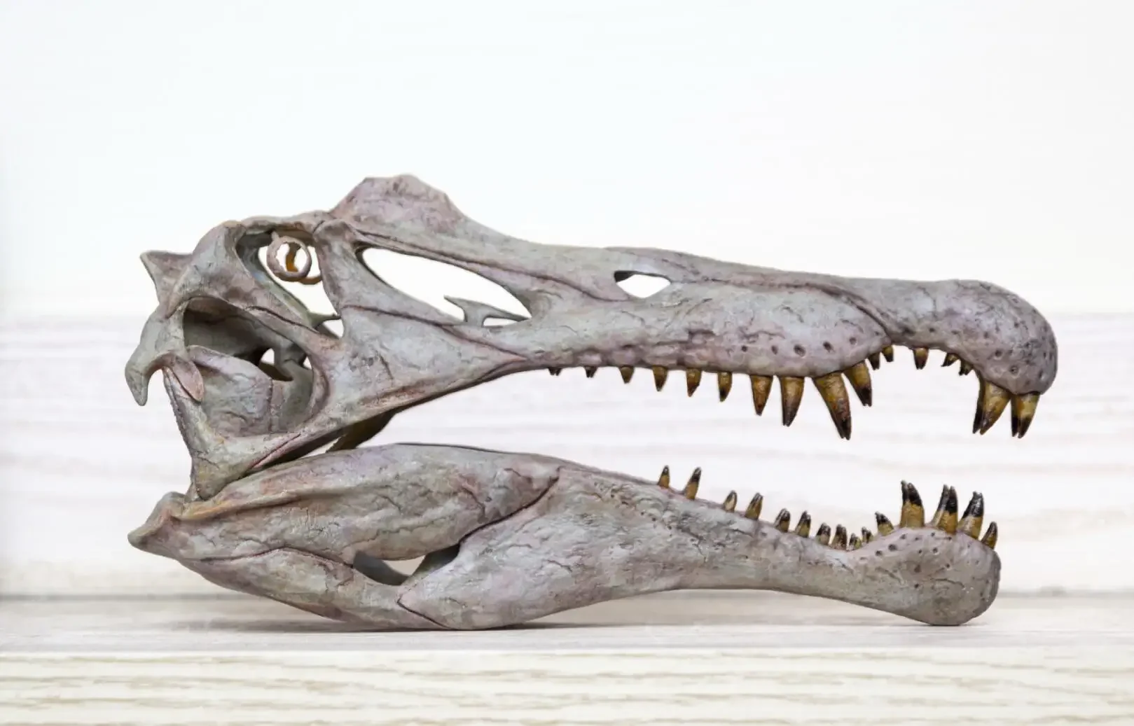 VWUVWU Spinosaurus Head Skeleton Skull Fossil Model Carnivorous Theropod Dinosaur Animal Collection Educational Decor GK Gift