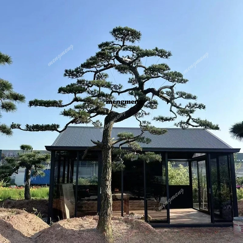 Black pine modeling tree welcome pine villa courtyard black pine old pile outdoor entrance real tree evergreen