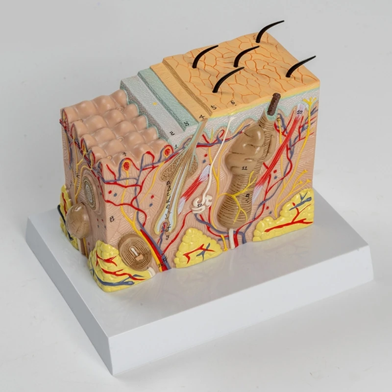 Anatomical Human Skin Model Human Skin Structure Anatomical Model for Science Classroom Study Display Teaching Model