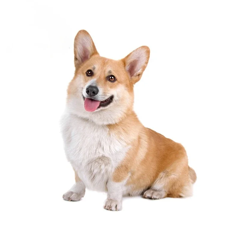 

15CM Beautiful Interesting Cute Corgi Dog Car Stickers Waterproof Vinyl Decal Windows Door Scratch-Proof Protector Decoration,KK