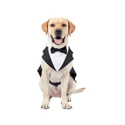 New Pet Wedding Suit Dress Dogs Clothes Creative Bowtie Gentlemen's Dress Tuxedo Dress Pet Dress