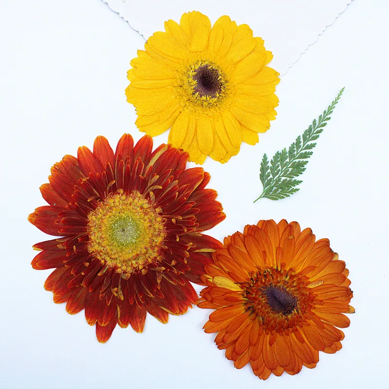 

Natural Flower Specimens, Pressed Flowers, Handmade Table Lamps, Candle Stickers, Dried Flowers DIY Material Kit, Gerbera Large Flower DIY Photo Frame Stickers, Decoration