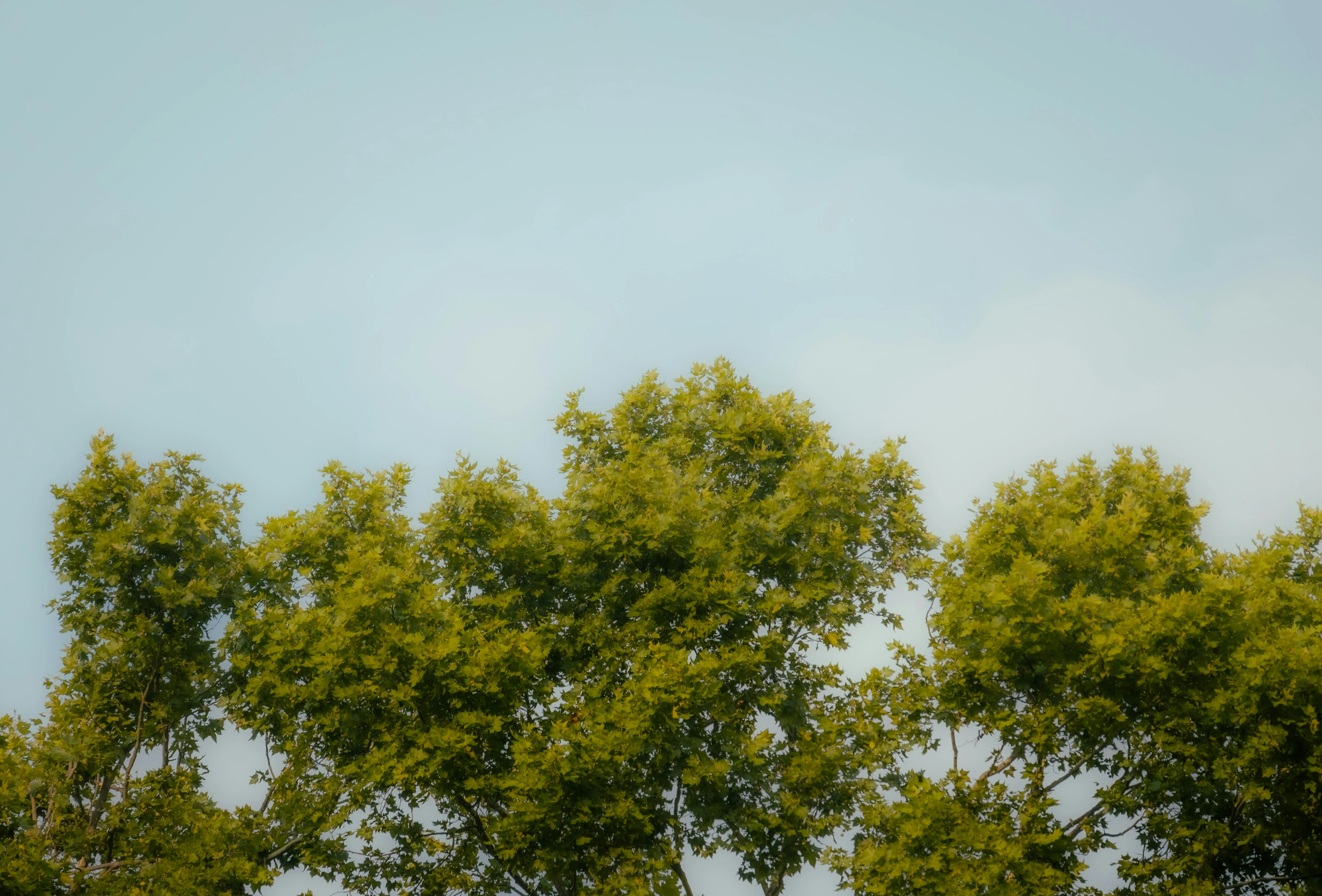 

Топливная форсунка Common Rail 0445110839 (044 5110 839) для дизельных двигателей грузовиков Yuchai, запчасть FGG00-1112100-A38