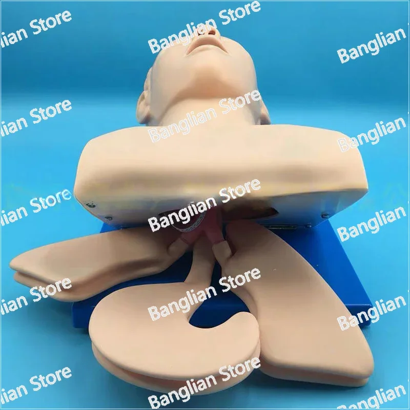 Intubation human body model learning teaching model airway management training device PVC alarm simulator with teeth