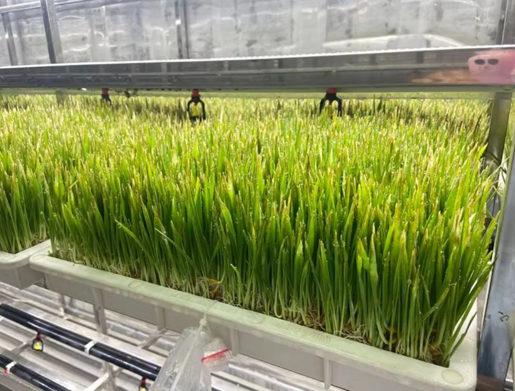 Sistema di ricerca idroponica Contenitore di spedizione idroponico verticale Sistema di coltivazione della forcella agricola per mangimi di animali