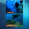 TUDIVING-전문 탱크리스 다이빙 시스템, 50피트 호스 및 호흡 조절기가 포함된 휴대용 충전식 물담배 다이빙 시스템 6