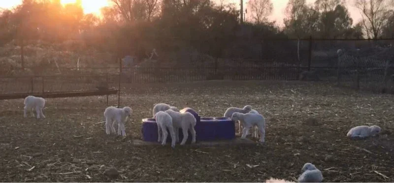 Abbeveratoio per acqua di capra e pecore