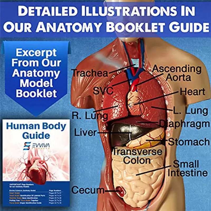 【Big Deal】Human Heart, Torso And Skeleton Model For Anatomy And Physiology Students Hands-On 3D Model Learning Tool As Shown 3 P