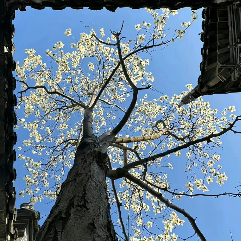 

Сервопривод JX CLS-HV7346MG / HV7332MG — крутящий момент 46 кг / 32 кг, высоково-прецизионная стальная шестерня, цифровой сервопривод с алюминиевым корпусом с ЧПУ