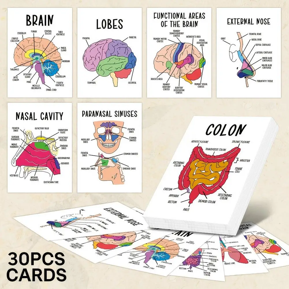 30pcs Anatomy Flashcards,Detailed Brain,Thyroid&Parathyroid Study Card,For Self-Study,Teaching,Clinical Reference,Quick Revision