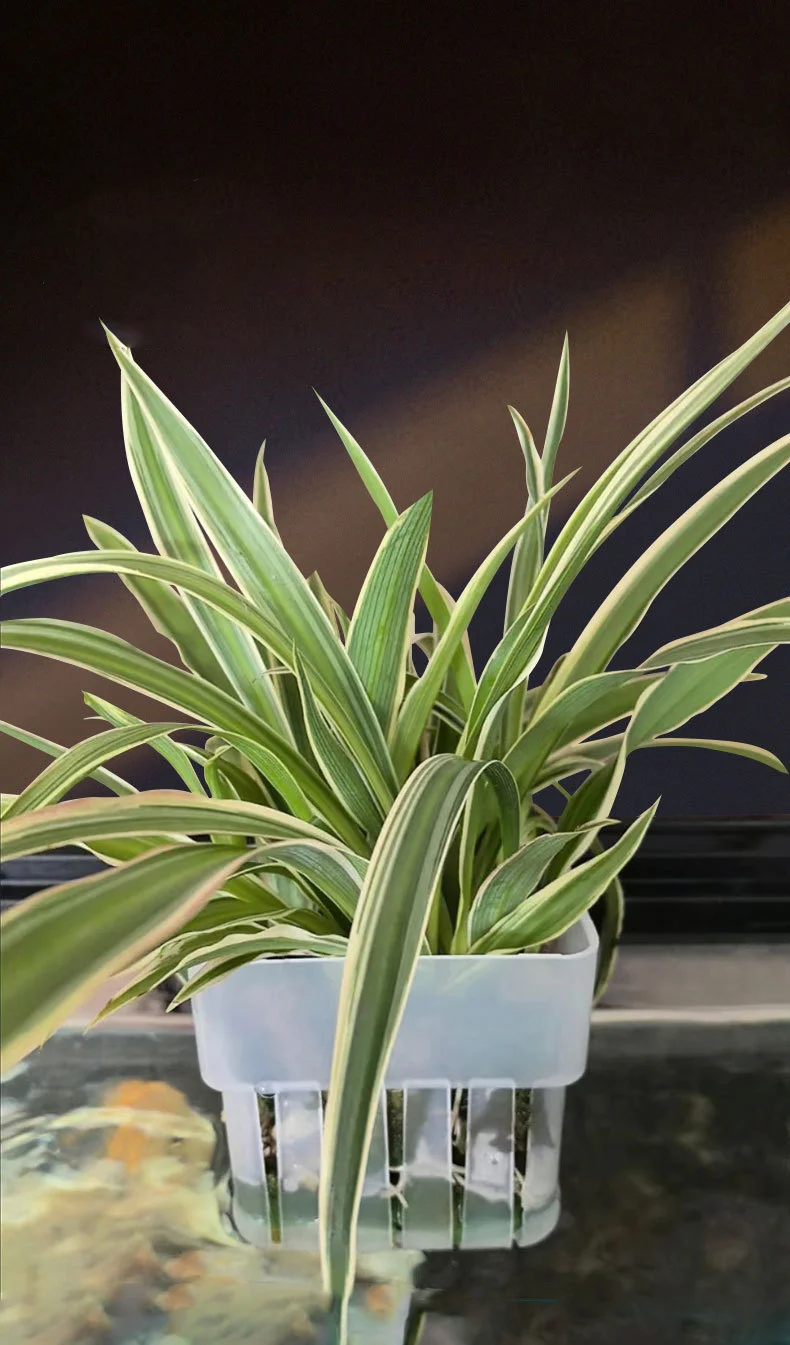 حامل نباتات طوارئ مثبت على الحائط سلة مائية شفافة لحوض السمك - كوب منزلي لتزيين المناظر الطبيعية المائية #6