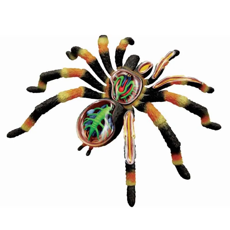 4D Vision Tarantula Spider Model Removable Animal Simulated Spider Anatomy Model