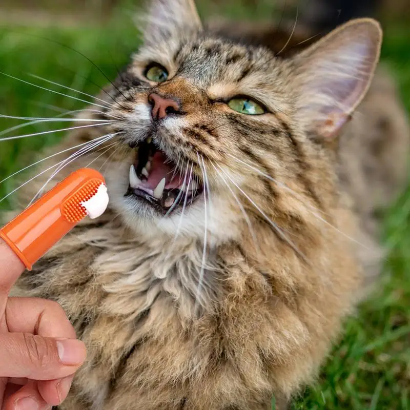 Juego de cepillo de dientes y pasta de dientes para Limpieza de dientes de gato de ternera, pasta de dientes de vainilla, cepillo de dientes de dedo, limpieza de lengua, accesorios para mascotas