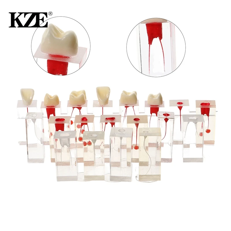 Dental RCT Endo Teeth Model Endodontic Root Canal Block Pulp Cavity Resin Study Practice Endodontic Training