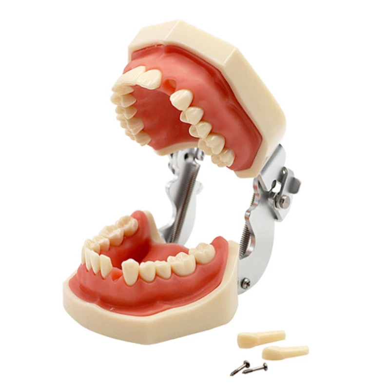 Medical Dental Education Human Teeth Standard Model in Dental Practice