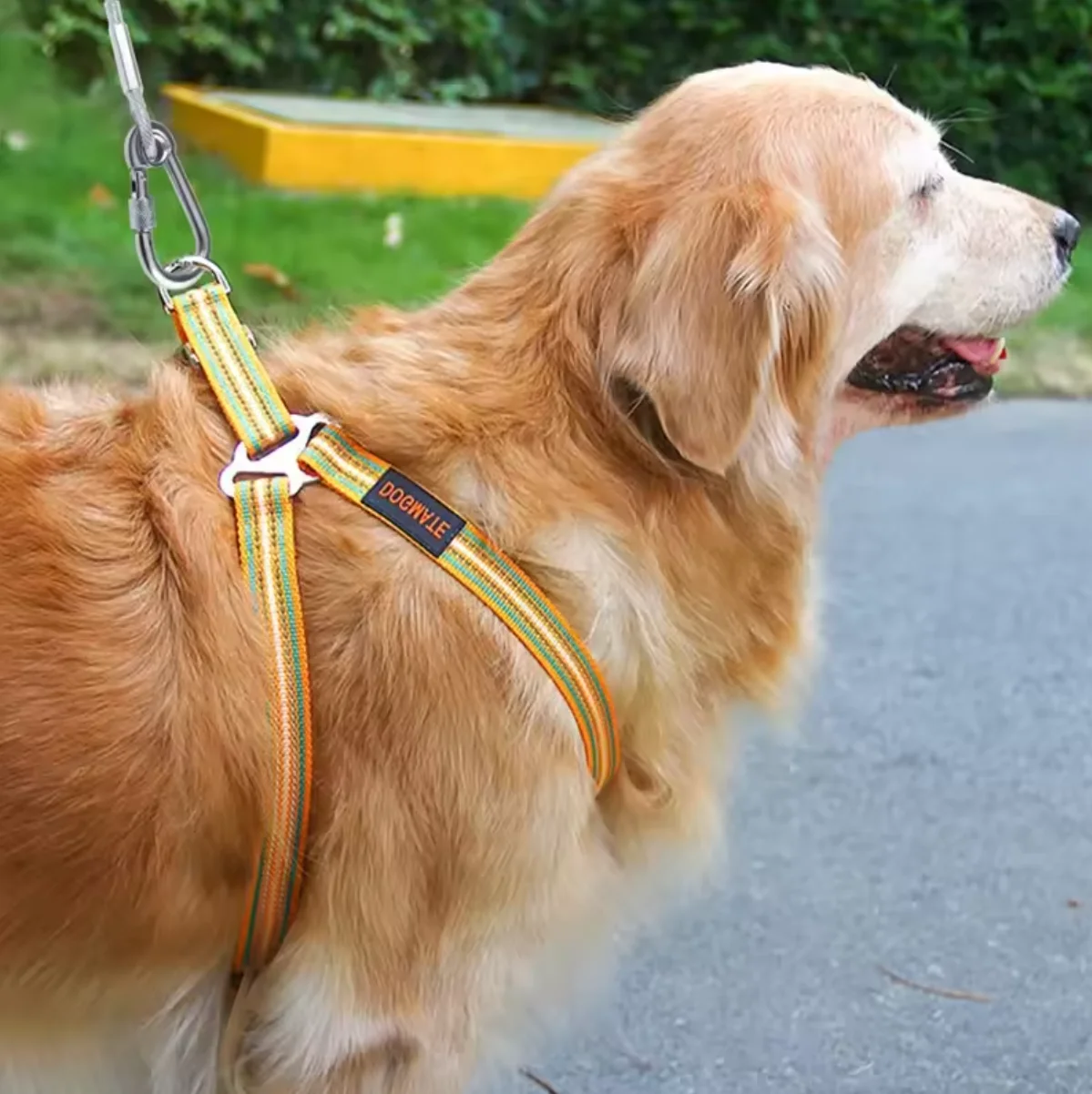Thumbnail 2 - #81 Compare Dog Collars Before You Buy