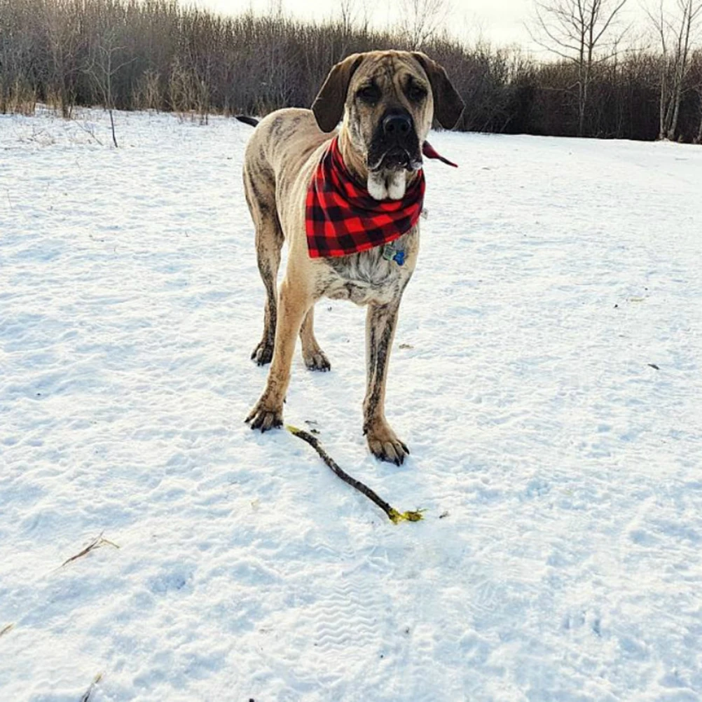 

2 pcs Pet Christmas Bibs Cotton Dog Collar Autumn Winter Necklace Tags Saliva Towel Puppy Accessories Cat Dog Supplies