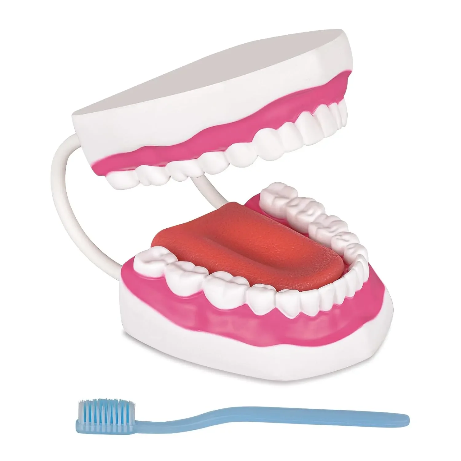 

6x Life-Size Mouth Model with Soft Silicone Tongue for Speech Therapy