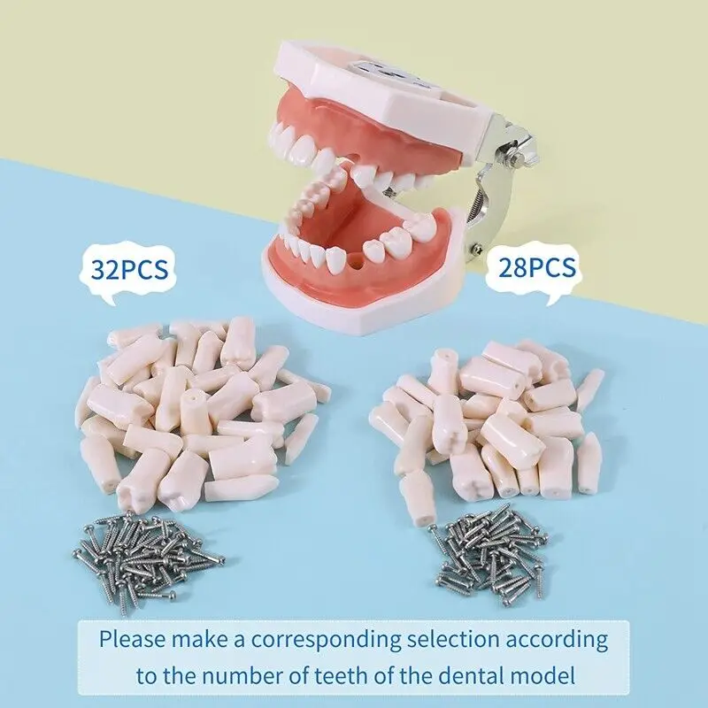 Kilgore NISSIN 200 Type Dental Teeth Models for Typodont Removable Frasaco Columbia Dentoform Teeth Model