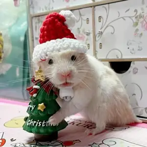 Clothes for hamsters online