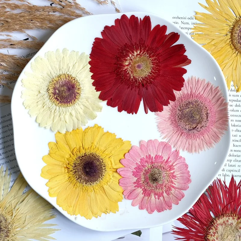 1pcs/7-9cm,Pressed Gerbera Dried Flowers Sunshine Color Dry Flowers DIY Craft Stickers Resin Phone Case Handmade Decor Materials