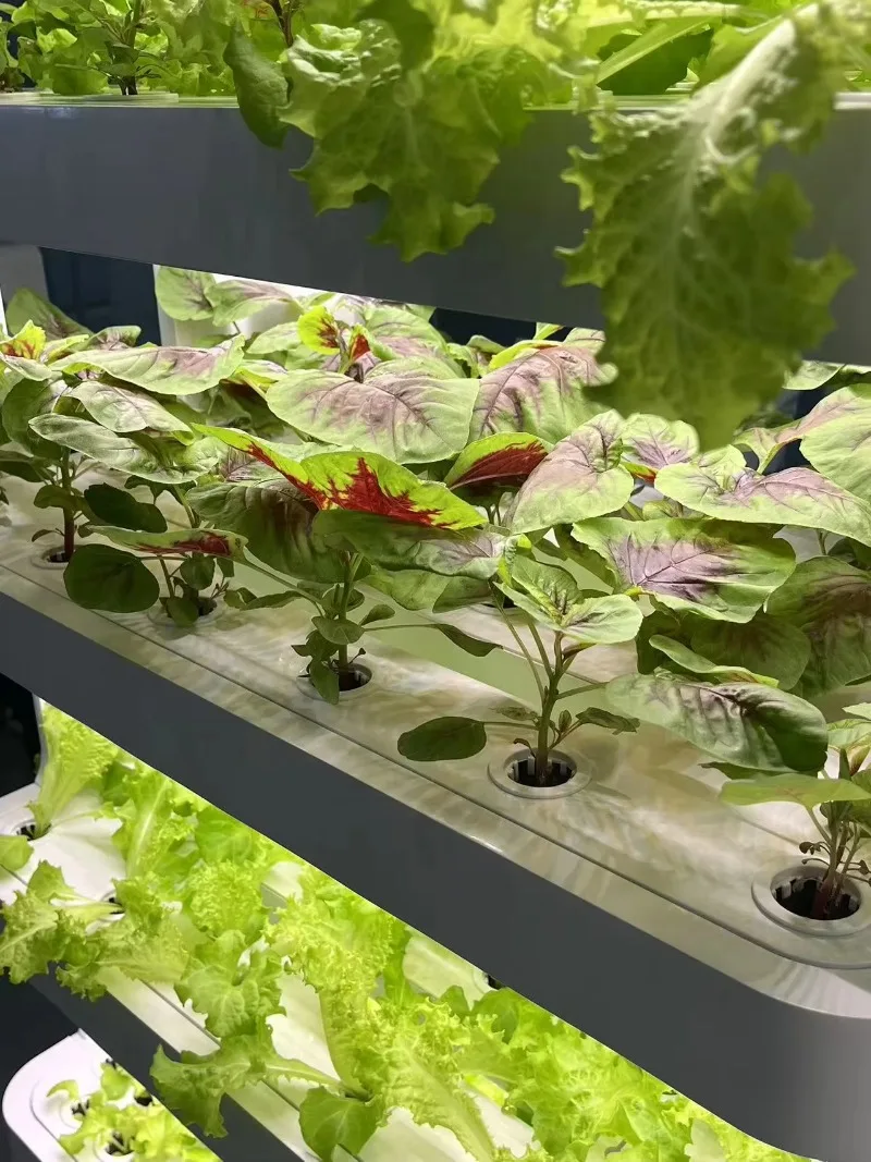 148 وعاءً نظامًا مائيًا زراعيًا ذكيًا جديدًا لزهور الخضروات