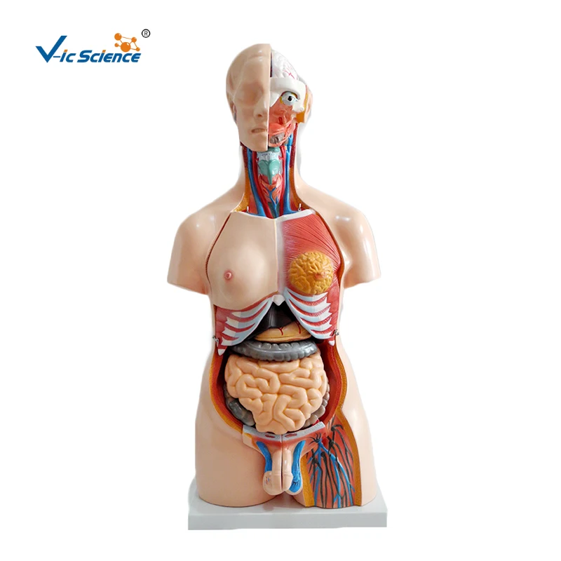 

Unisex Torso Hot Sale 85cm Medical Unisex Human Body Anatomical Organs Model 23 Parts Teaching for Students