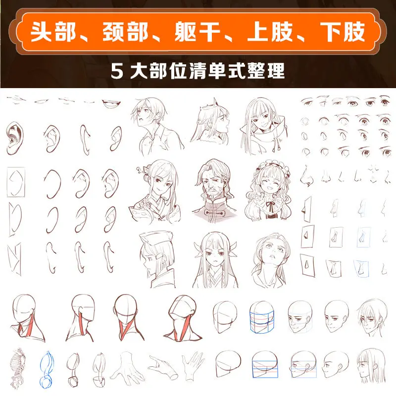 Animation Human Body Structure Foundation and Drawing Techniques Animation Character Hand-drawn Teaching Books