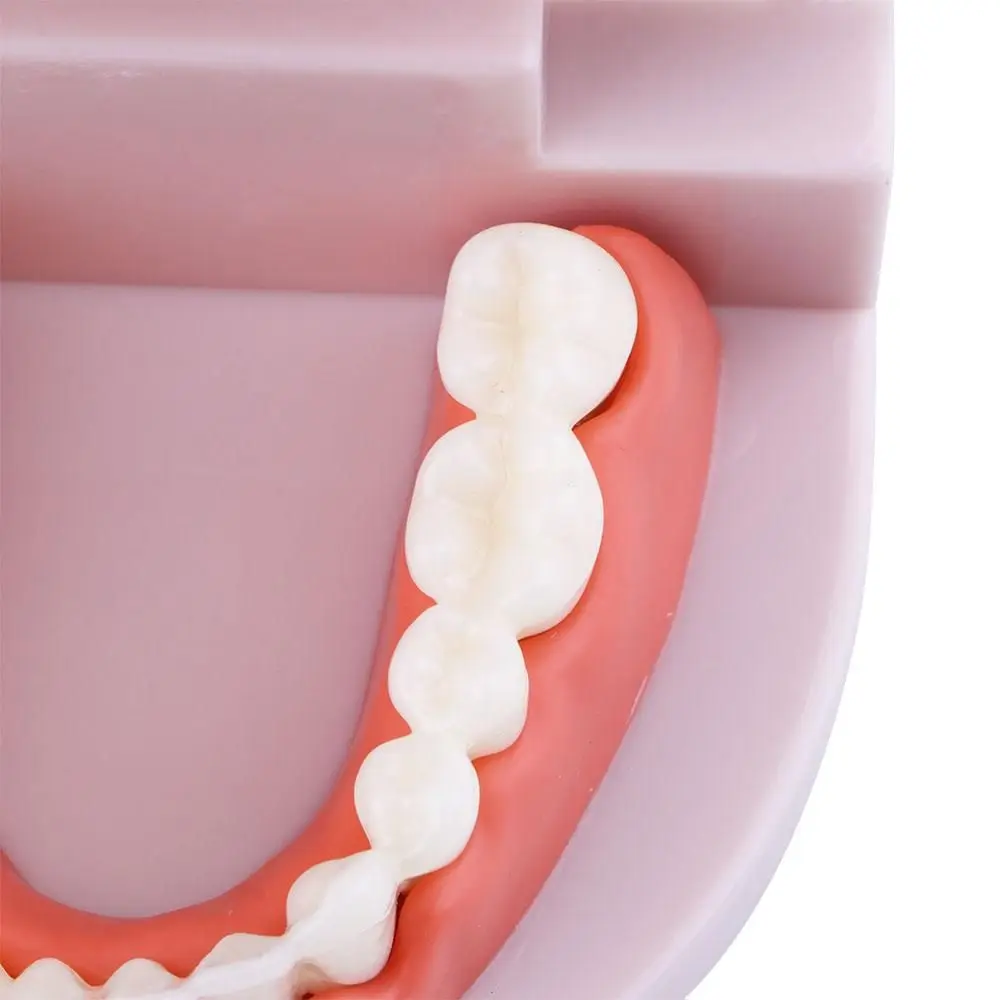 Pro White Dental Teaching Oral Education Typodont Demonstration Standard Teeth Model Teeth Model Denture Model Flesh Pink Gums