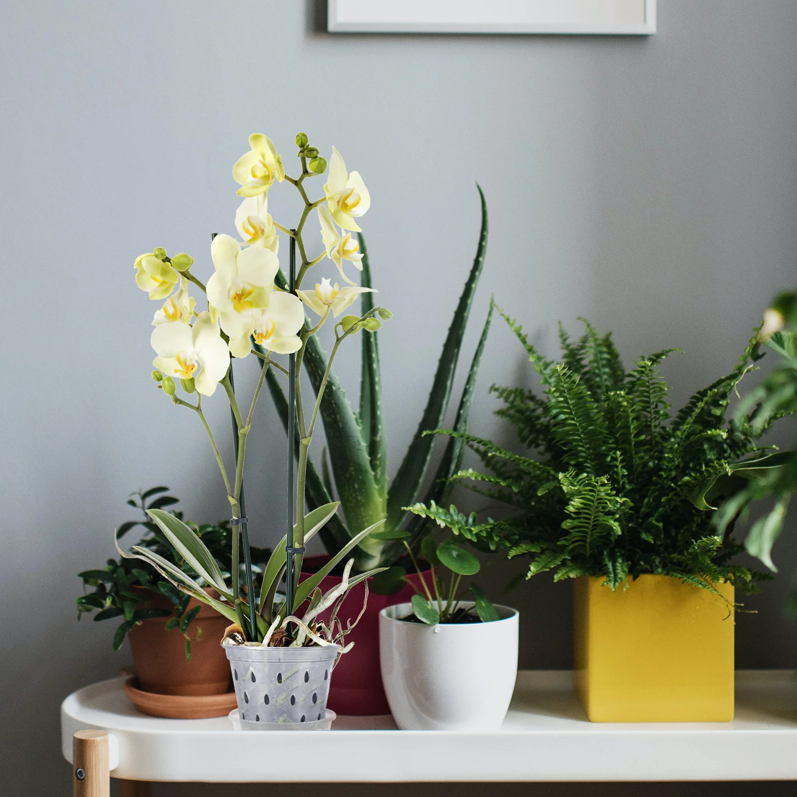 

5 компл. цветочных горшков с контролем корня, прозрачные пластиковые контейнеры для посадки в помещении и на открытом воздухе, детская чашка, суккуленты, выращивание