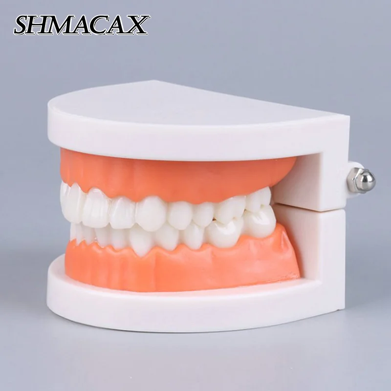 

Standard Teeth Model Adult Standard Typodont Demonstration Denture Model Compatible Kids Dental Teachig Clean Display