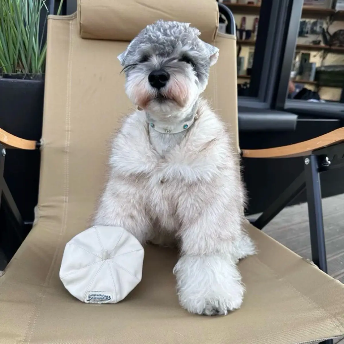 

Thickened Warm Dogs Cats Coat Jacket Pet Dogs Clothes for Small Medium Dogs Fleece Puppy Clothes Chihuahua Yorkshire Clothing