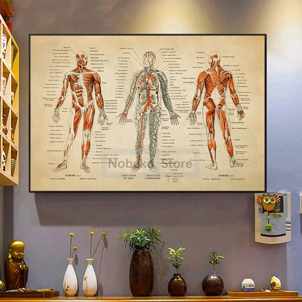 Human Anatomy Retro Poster Muscular Skeleton Chart Medical Anatomy Illustration Prints Canvas Wall Art Pictures Home Room Decor