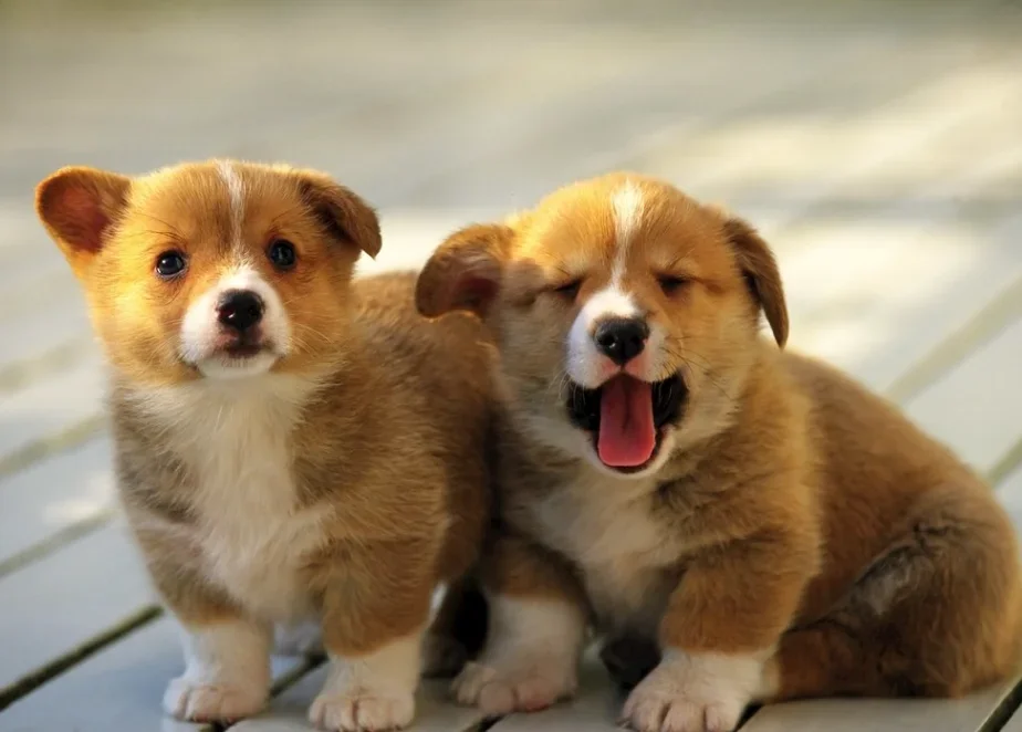 

For Nissan Patrol Outdoor Protection Full Car Covers Snow Cover Sunshade Waterproof Dustproof Exterior Protection