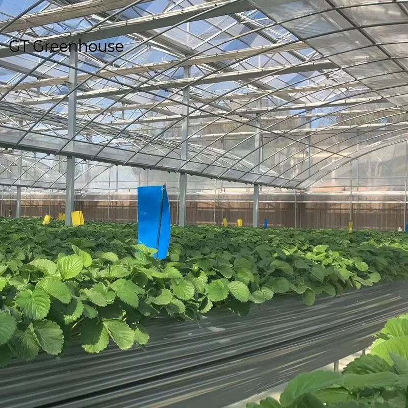 Agricultural Hydroponic System Multi-Span Film Greenhouse Plastic Plant Growing House Serre Agricole Invernadero