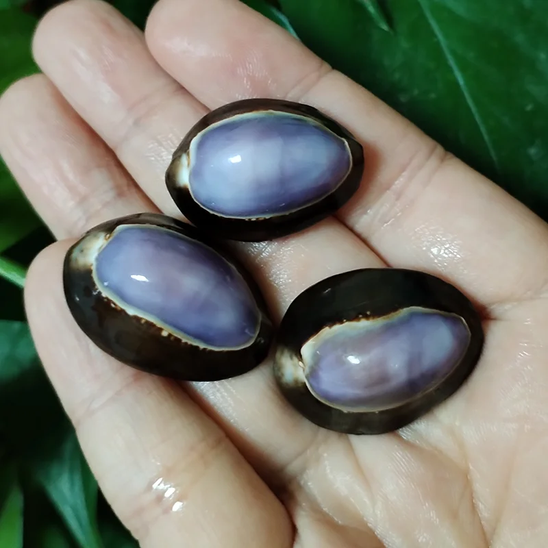 10 Pcs Purple Top Cowrie Shells Natural Purple Caput Seashell Conch Jewelry Pendant Charms Beach DIY Home Decoration Fish Tank