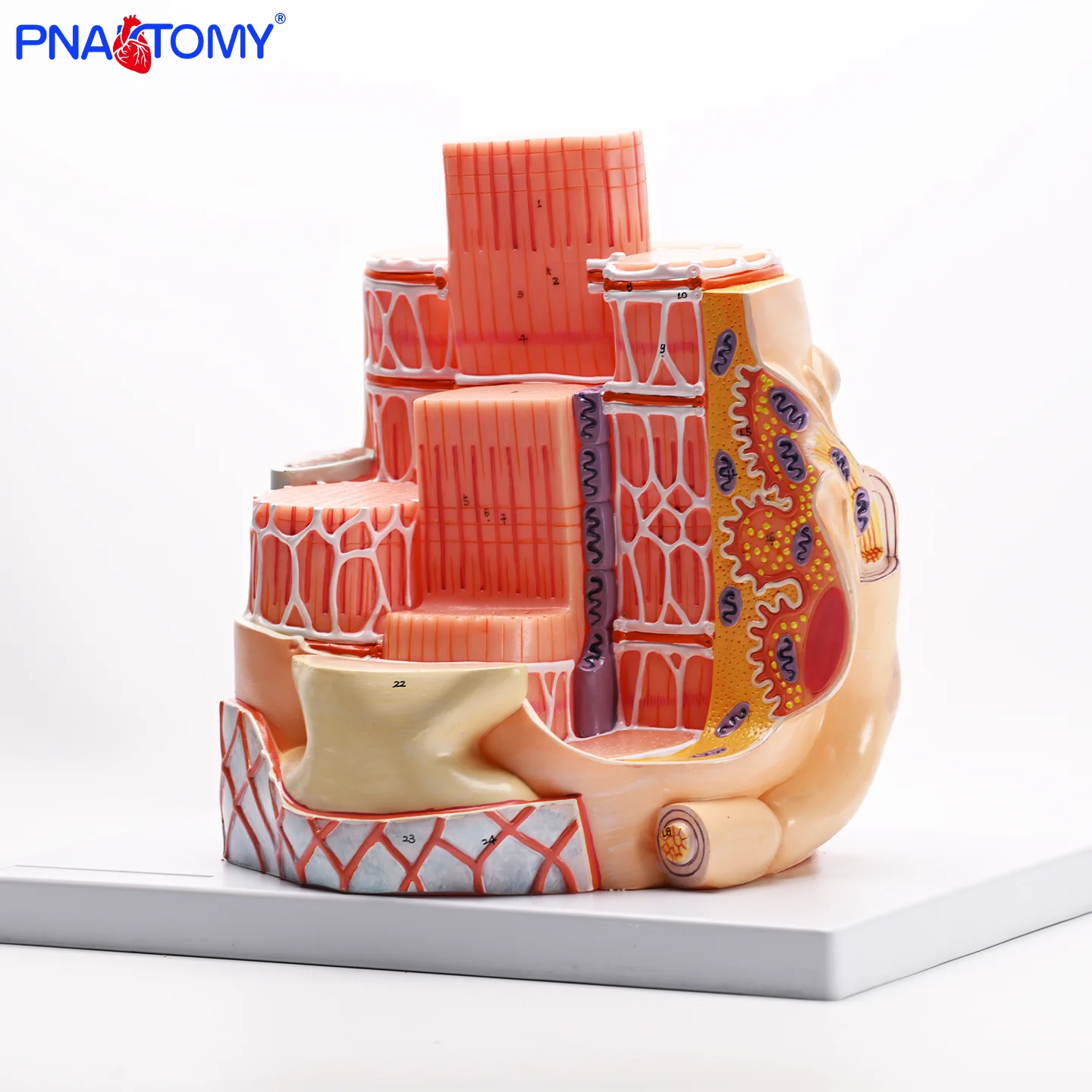 Magnify 40000 Times the Skeletal Muscle Model Muscle Fiber Structure Sarcoplasmic Reticulum Myosin Actin