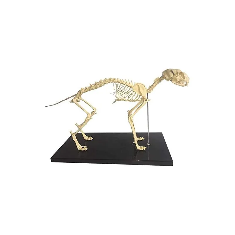 

Anatomy Medical Lab Cat Skeleton Model Fixed Articulation on Base 62x27cm